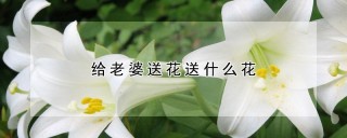 给老婆送花送什么花,第1图