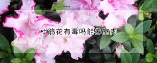 杜鹃花有毒吗能养室内,第1图