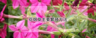 花烟草主要繁殖方法,第1图