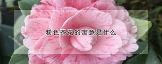 粉色茶花的寓意是什么,第1图