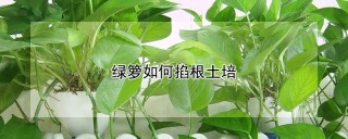 绿箩如何掐根土培,第1图