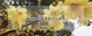 黄腊梅的寓意是什么意思,第1图