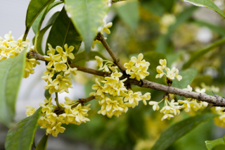 桂花树移栽后叶子枯萎，因为植株没有适应新环境,第1图