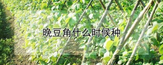 晚豆角什么时候种,第1图