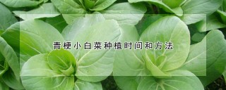 青梗小白菜种植时间和方法,第1图