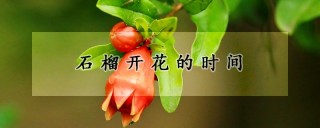 石榴开花的时间,第1图