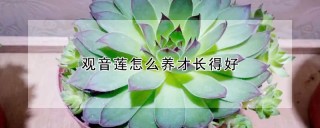 观音莲怎么养才长得好,第1图