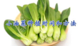 小油菜种植时间和方法,第1图