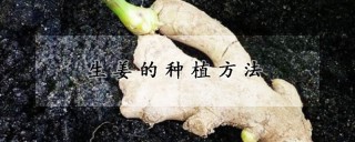 生姜的种植方法,第1图