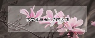 古旱莲与玉兰花的区别,第1图