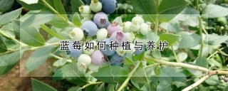 蓝莓如何种植与养护,第1图