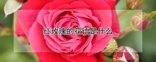 红玫瑰的花语是什么,第1图