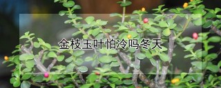 金枝玉叶怕冷吗冬天,第1图