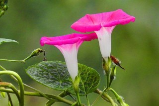 几年前的牵牛花种子还可以种吗,第2图