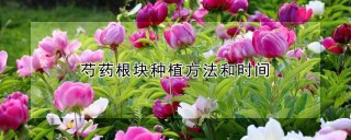 芍药根块种植方法和时间,第1图