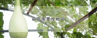 葫芦需要授粉吗,第1图