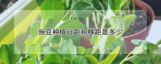 豌豆种植行距和株距是多少,第1图