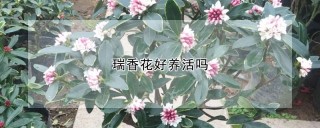 瑞香花好养活吗,第1图