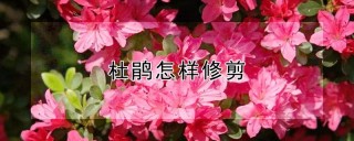 杜鹃怎样修剪,第1图