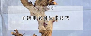 羊蹄甲老桩生根技巧,第1图