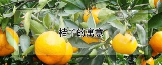 桔子的寓意,第1图