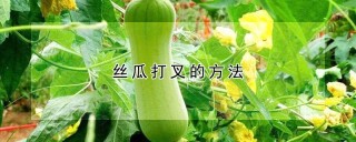 丝瓜打叉的方法,第1图