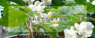 茉莉花怎么养才茂盛,第1图