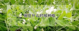 豌豆什么时候种植,第1图