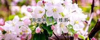 海棠树如何修剪,第1图