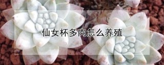 仙女杯多肉怎么养殖,第1图