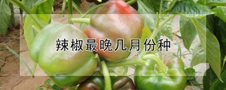 辣椒最晚几月份种,第1图