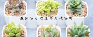 教师节可以送多肉植物吗,第1图