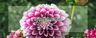 块根植物有哪些,第1图