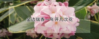 金边瑞香一年开几次花,第1图