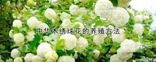 中华木绣球花的养殖方法,第1图