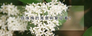 珍珠梅的寓意和象征着?,第1图