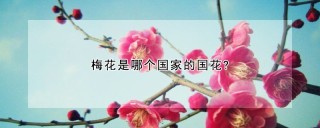 梅花是哪个国家的国花?,第1图