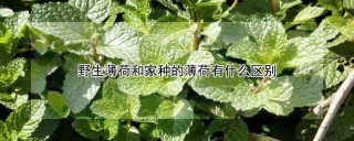 野生薄荷和家种的薄荷有什么区别,第1图