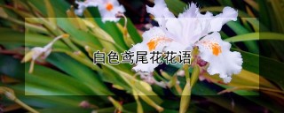 白色鸢尾花花语,第1图