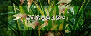 兰花秋天怎么浇水,第1图