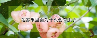 莲雾果里面为什么会有虫子,第1图