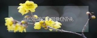 腊梅花结果子预示着什么,第1图