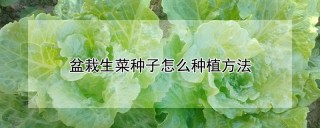 盆栽生菜种子怎么种植方法,第1图