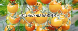 小西红柿的种植方法和管理技术,第1图