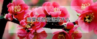 海棠花的花语是什么,第1图