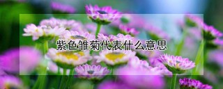 紫色雏菊代表什么意思,第1图