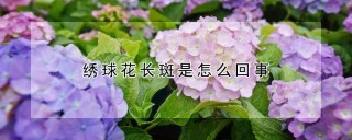 绣球花长斑是怎么回事,第1图