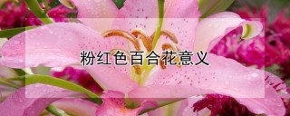 粉红色百合花意义,第1图