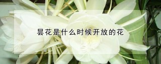 昙花是什么时候开放的花,第1图