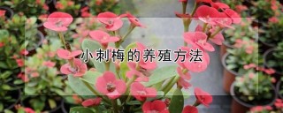 小刺梅的养殖方法,第1图